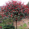 基地批發5-12公分紅葉石楠球 園林綠化常綠灌木火焰紅石楠樹