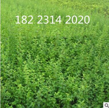 宜賓小葉女貞苗批發 綠化苗批發廠家供應南方種植綠化苗量大從優