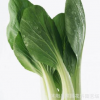 批發(fā) 四季油菜種子 有機(jī)綠色蔬菜種子 陽臺菜園種植盆栽 100粒/袋