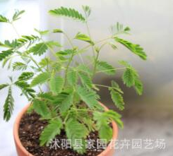 批發含羞草種子 盆栽花卉種子 草花種子含羞草花 害羞草種子