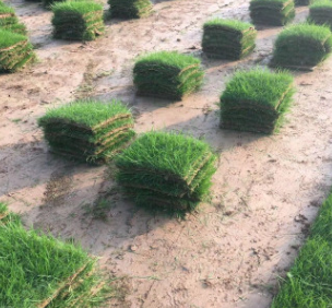 綠化小區(qū)別墅園林庭院河道護(hù)坡滑草場四季青草坪草皮草籽草種批發(fā)