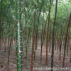 基地直銷國槐工程綠化苗木國槐樹苗國槐小苗 行道環境苗 規格齊全