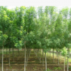 綠化苗木 白蠟苗樹苗 速生白蠟樹苗 對節白蠟小苗 庭院室外種植樹