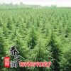 供應綠化工程園林綠化苗木 雪松苗 規格齊全基地直銷綠化小苗雪松