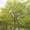 苗圃直銷 大小規格 木行道樹 櫸樹苗 紅櫸樹 庭院街道防護樹批發