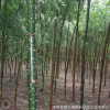 基地批發(fā)國槐綠化苗木 國槐樹苗 國槐小苗 行道環(huán)境苗 規(guī)格齊全