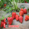 基地批發(fā)盆栽草莓苗 法蘭地草莓苗 抗病性 抗逆性突出庭院果園