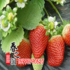 基地出售盆栽草莓苗 法蘭地草莓苗 抗病性 抗逆性突出庭院果園