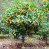 嫁接桂花樹苗 四季濃香型 八月桂盆栽花卉 陽臺(tái)室內(nèi)庭院必備