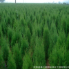 直銷側(cè)柏小苗 凈化空氣 側(cè)柏工程苗 灌叢綠化用 量大優(yōu)惠