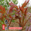 批發(fā)紅油香椿苗基地 出售紅油香椿樹苗 大棚香椿樹苗 規(guī)格齊全