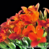 批發(fā)重瓣長壽花盆景盆栽四季開花客廳陽臺(tái)辦公室植物帶花苞小盆栽