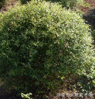 大量供應露地繡線菊球 綠化小區繡線菊 濕地綠化園林工程批發