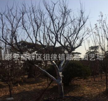 廠家直銷石榴樹 盆景造型石榴 5公分石榴樹
