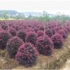 低價批發(fā)紅花桎木 自產(chǎn)自銷紅花檵木球 湖南本地紅花桎木基地