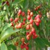山東苗木基地專業(yè)批發(fā)花椒苗 大紅袍花椒苗規(guī)格齊全 品種多樣