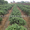 庭院綠化苗木批發(fā)龜甲冬青小苗四季常青植物 龜甲冬青樹苗