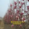 鳳岐出售紅玉蘭樹 黃玉蘭樹 玉蘭小樹價(jià)格量大從優(yōu)