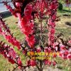 基地紅葉碧桃樹 5-10公分樹 綠化木專用 量大優(yōu)惠紅葉碧桃樹