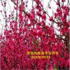 基地供應(yīng)紅葉碧桃樹 5-10公分樹 紅葉碧桃綠化量大從優(yōu)