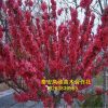 基地種植嫁接紅葉碧桃 紅葉碧桃規(guī)格齊全 信譽(yù)好 美觀效果漂亮