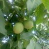 求購香玲核桃苗，香玲核桃苗價格去找山東鳳岐苗木合作社，信譽高