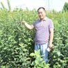 鳳岐苗木出售紅肉蘋果樹苗，紅富士蘋果苗矮化蘋果樹苗蘋果苗價(jià)格