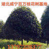 湖北咸寧直銷各種叢生獨(dú)桿直徑3-20公分桂花樹 金桂八月桂丹桂樹