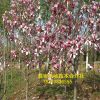 優(yōu)質(zhì)直銷玉蘭樹 3-5公分樹 價(jià)格優(yōu)惠白玉蘭樹 規(guī)格齊全