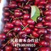 基地批發(fā)嫁接櫻桃苗 盆栽地栽車?yán)遄哟髾烟覙涿?布魯克斯櫻桃種植