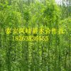 基地占地樹 皂角樹3-5公分優(yōu)質(zhì)皂角樹 信譽(yù)好 量大從優(yōu)