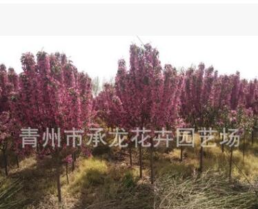 青州花卉園藝場低價熱賣苗木 北美海棠 樹形好 數量大