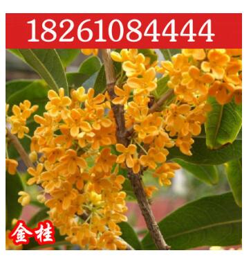 基地批發桂花苗 嫁接桂花樹苗 桂花盆栽 地栽苗