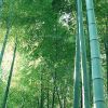 出售金鑲玉竹 清水淡竹 青竹苗 凈化空氣 量大價格優惠