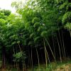 基地批發優質生態竹子 食用竹子 綠化工程竹子