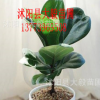 批發盆栽琴葉榕 四季青綠植物 辦公室高檔盆栽 中型大型盆栽