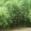 產地直銷剛竹 成活率高 價格低廉 量大優惠