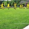 草坪種子高羊茅 庭院草籽耐高溫 草種