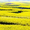 油菜籽批發高產榨油觀賞油菜花種子榨油原料菜籽種子
