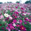 草花種子波斯菊種子混色高桿矮桿格?；ㄋ募疽追N野花組合種子
