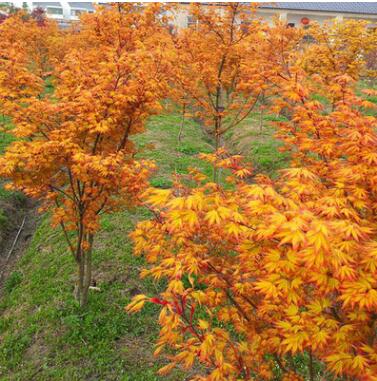 園林綠化苗木黃金楓樹苗橙之夢紅楓樹苗三季紅日本楓樹苗風景樹苗
