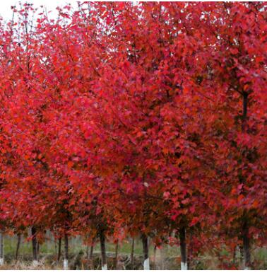 園林綠化苗美國紅楓樹苗美國紅楓苗紅楓小苗秋火焰紅楓苗庭院植物