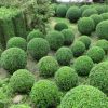 苗圃直銷園林綠化苗木庭院植物小葉女貞樹苗女貞苗水蠟苗四季常青