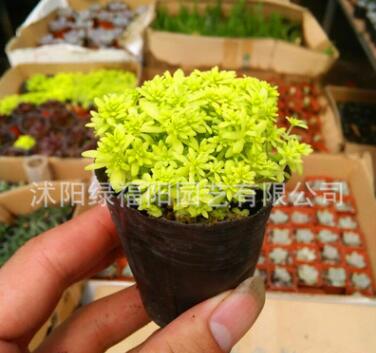 批發(fā)黃金萬年草 經(jīng)典護(hù)盆草 肉肉植物批發(fā) 桌面多肉迷你盆栽