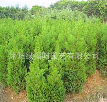 苗木基地直供 優(yōu)質(zhì)塔柏 蜀檜小苗 檜柏