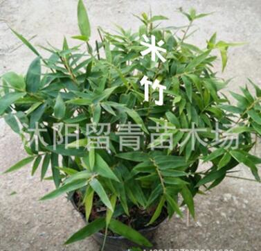 觀賞竹子苗 米竹 鳳尾竹 室內(nèi)盆栽 竹子微型盆景四季常青植物