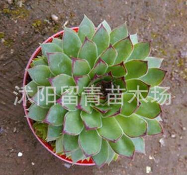進(jìn)口多肉植物批發(fā) 觀音蓮 佛座蓮 植物花卉