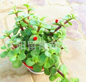 陽臺(tái)辦公室內(nèi)盆栽多肉綠植物花卉 防輻射凈化空氣金枝玉葉樹