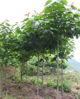【喜樹】優質喜樹 基地供應工程綠化小苗 各種規格喜樹苗 廠促銷