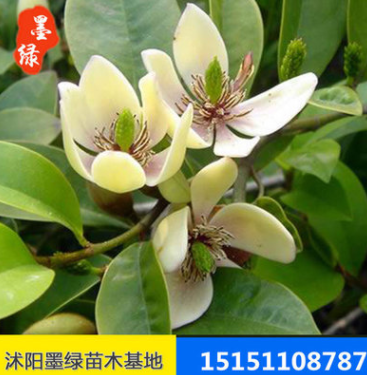 【含笑】供應(yīng)含笑苗木 含笑盆栽苗 規(guī)格齊全 價格實(shí)惠.量大優(yōu)惠